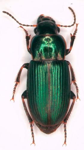 Réf. 249 714 : Harpalus distinguendus